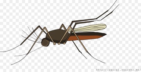 Картинки комар без фона (60 фото)