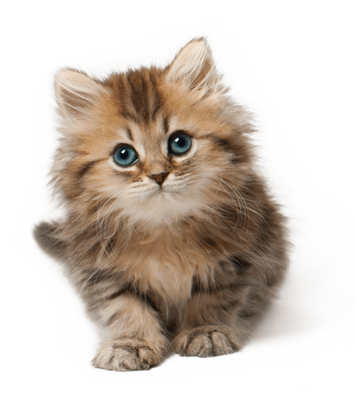 Милые котята на белом фоне