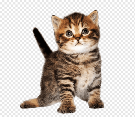 Коти на прозрачном фоне
