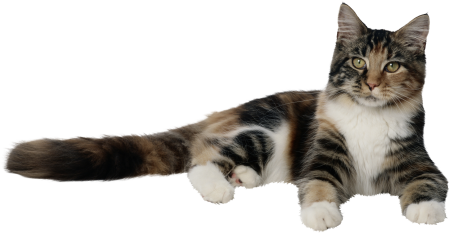 Кот лежит на белом фоне
