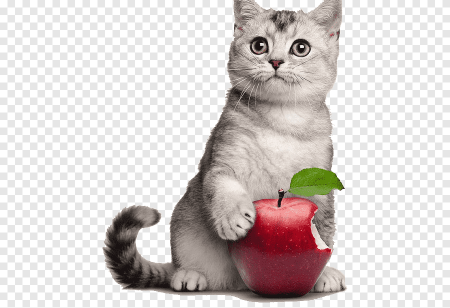 Котики милые вырезанные