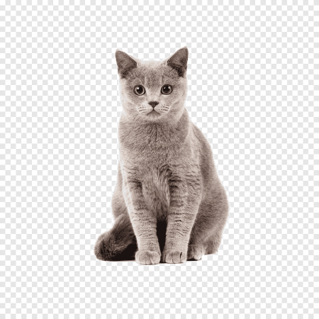 Коты на белом фоне
