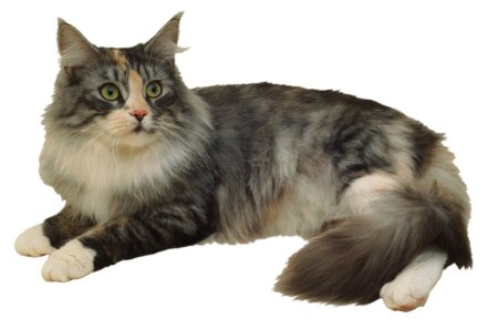 Сибирская кошка