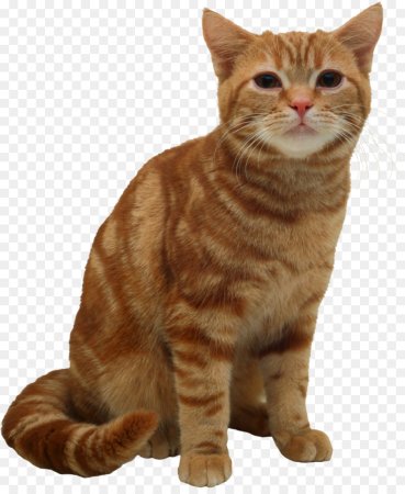 Рыжий кот на белом фоне