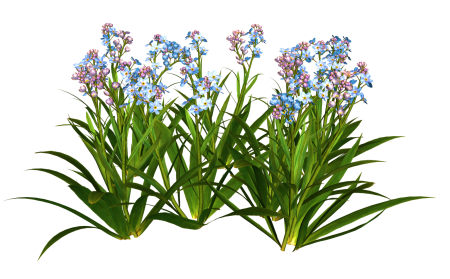 Растения на прозрачном фоне