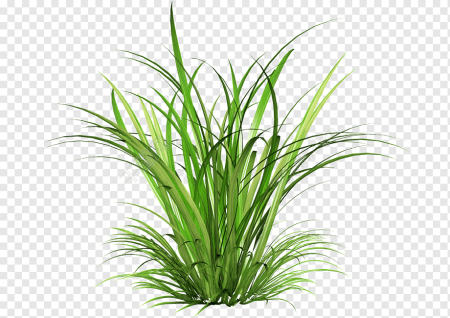 Pampas grass Clipart