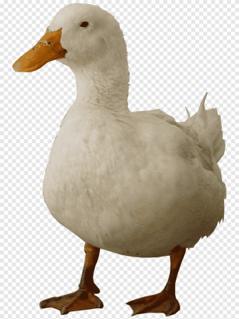 Гусь и утка