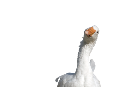 Гусь для фотошопа