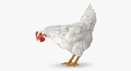 Курица на белом фоне