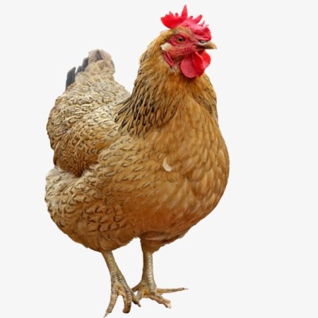 Картинки курица без фона (60 фото)