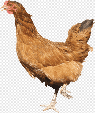 Курица картинка
