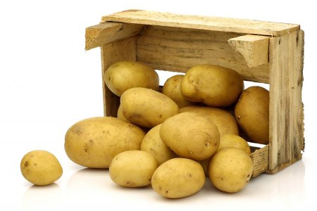 Картофель белый