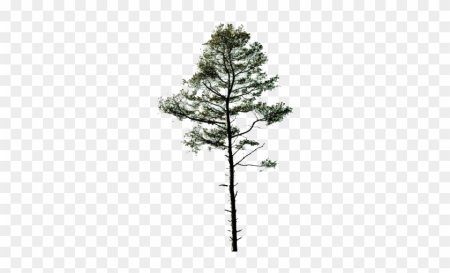 Сосна для фотошопа на прозрачном фоне