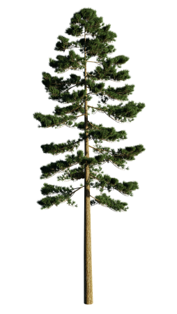 Хвойные деревья сосна