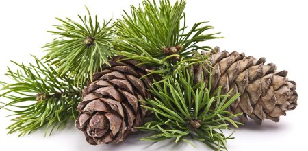 Cedrus l. – кедр шишка