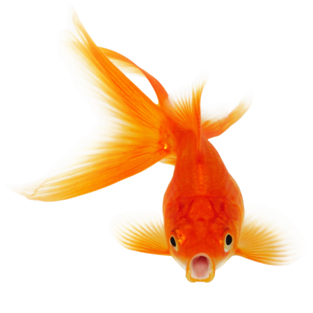 Картинки рыбка золотая без фона (60 фото)