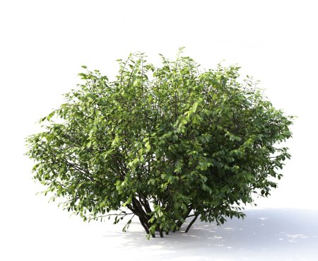 Кусты жимолости 3d