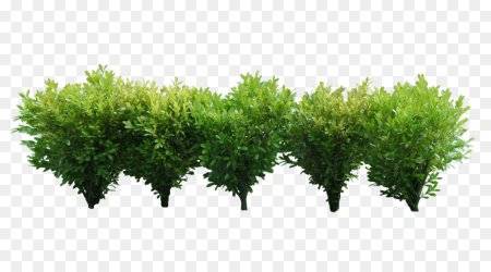 Bush куст