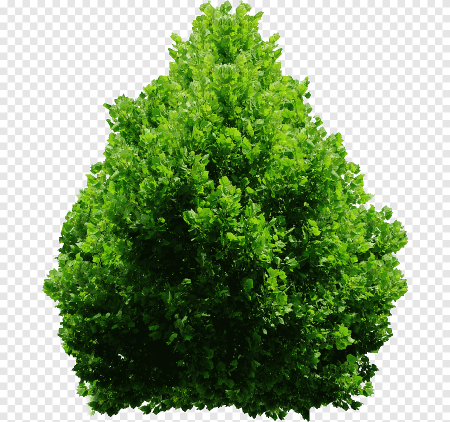 Зеленые кусты