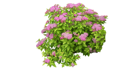 Спирея Широбана куст