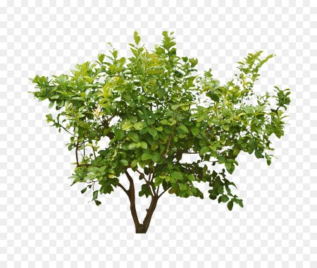 Деревья и кусты на белом фоне