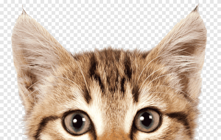 Картинки котик без фона (60 фото)