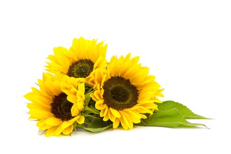 Helianthus annuus (Sunflower) Seed Oil
