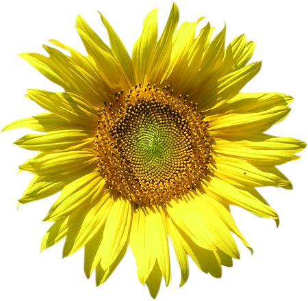 Подсолнух на прозрачном фоне