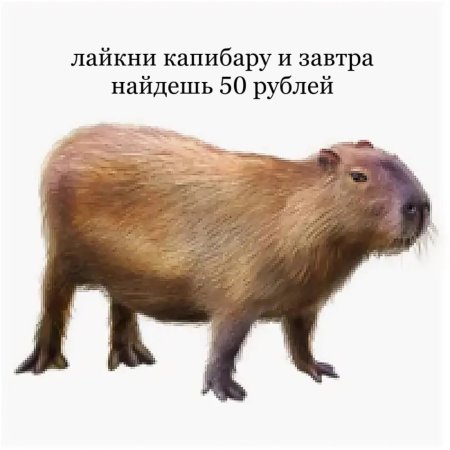 Капибара на бешом Ыонп