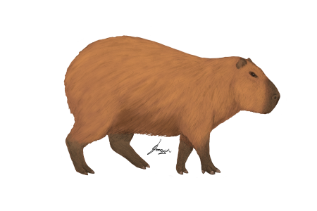 Капибара 3д