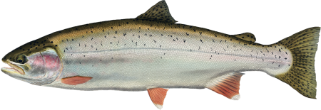 Озерный лосось Salmo Salar Morpha Sebago