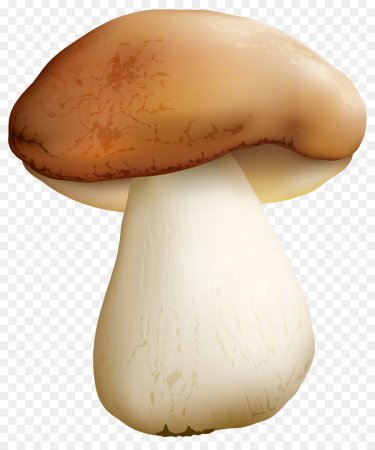 Гриб Mushroom Машрум
