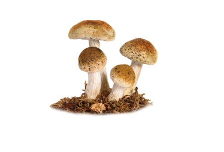 Картинки грибы без фона (60 фото)