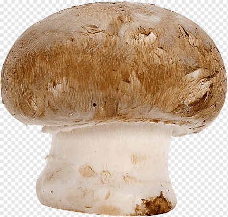 Грибок Боровик