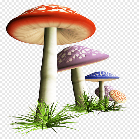 Сказочные грибы на прозрачном фоне