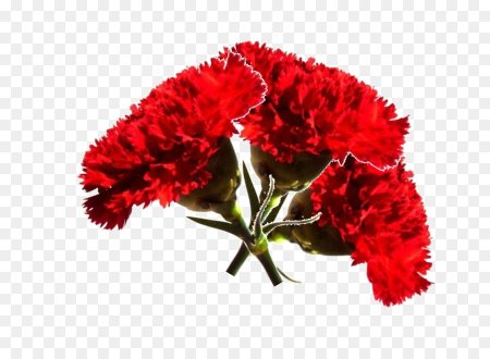 Гвоздики цветы