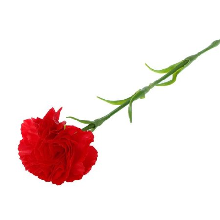 Красные гвоздики на прозрачном фоне