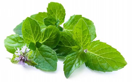 Mentha piperita (Peppermint) Leaf extract
