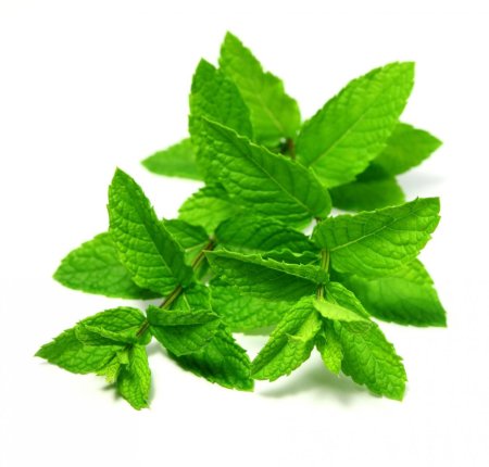 Орегано это мята