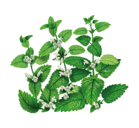 Трава мелиссы лекарственной - herba Melissae officinalis