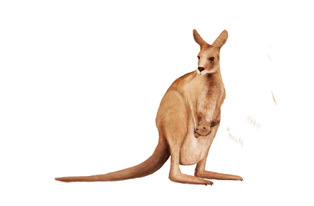 Kangaroo на белом фоне