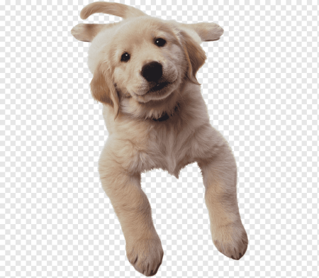 Собака на прозрачном фоне