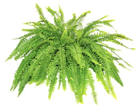 Папоротник Pteridophyta x Kiat