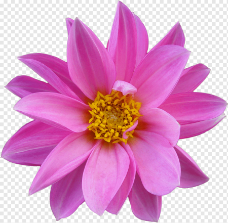 Цветы на прозрачном фоне