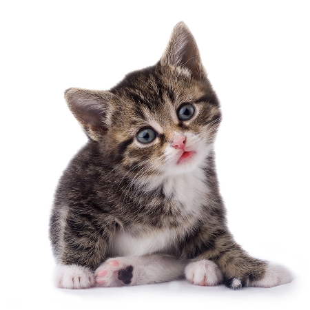 Кошка на прозрачном фоне