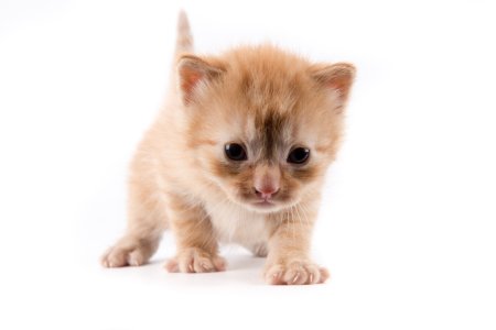 Маленький котенок