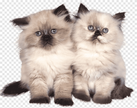Гималайская вислоухая кошка
