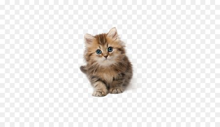 Котенок без фона