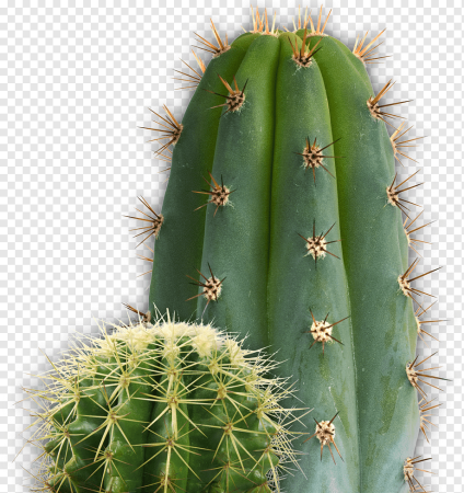 Кактусовые Cactaceae