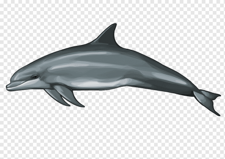 Картинки дельфин без фона (60 фото)